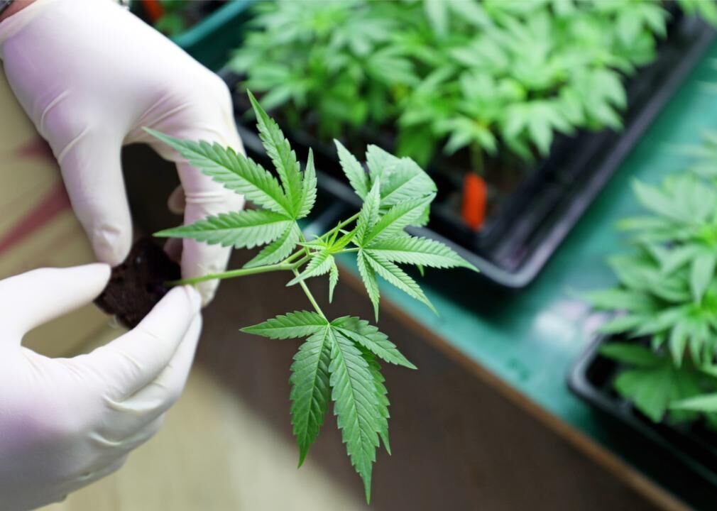 Marijuana use during the pandemic